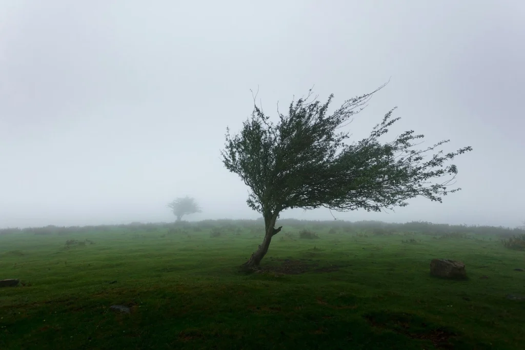 Tree blowing in high speed winds in Central Texas.