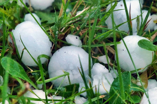 Golf ball sized hail in grass.
